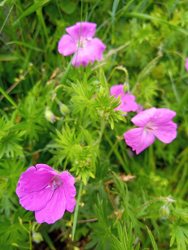 pakost krvavý Geranium sanguineum L.