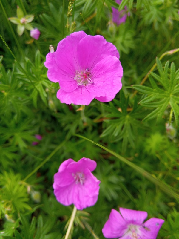 pakost krvavý Geranium sanguineum L.