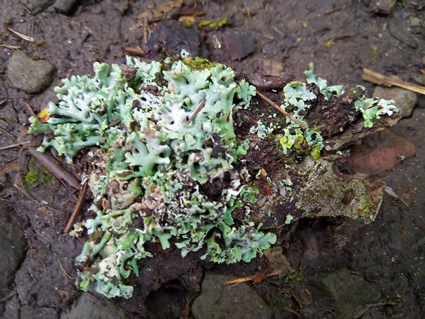 diskovka rúrkovitá Hypogymnia tubulosa (Schaer.) Hav.