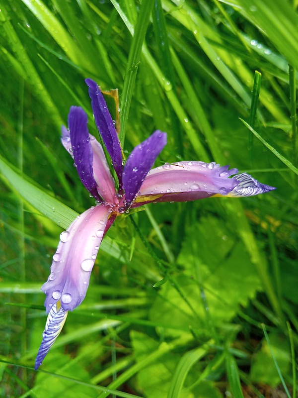 kosatec trávolistý Iris graminea L.