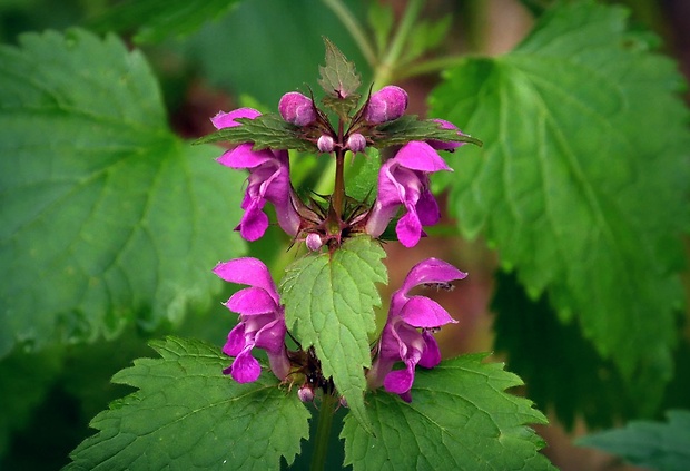 hluchavka škvrnitá Lamium maculatum L.