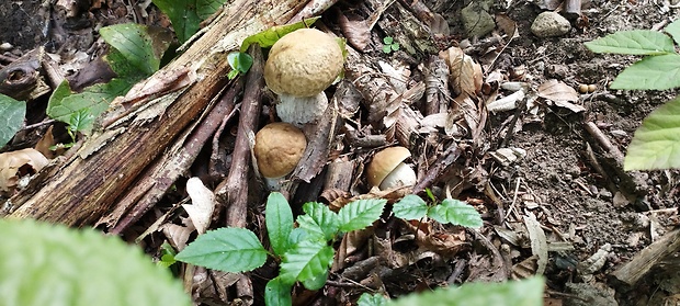 kozák hrabový Leccinum pseudoscabrum (Kallenb.) Šutara