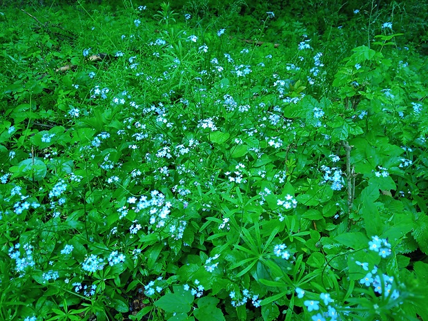 nezábudka Myosotis sp.