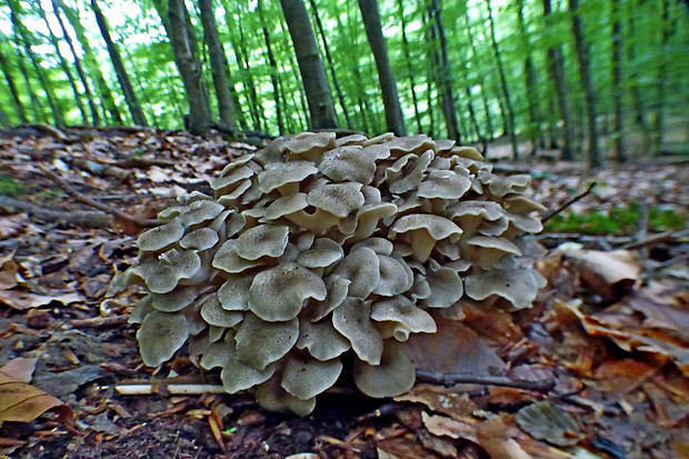 trúdnik klobúčkatý Polyporus umbellatus (Pers.) Fr.