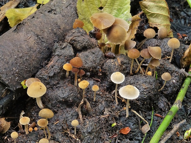 drobuľka Psathyrella tenuicula (P. Karst.) Örstadius & Huhtinen