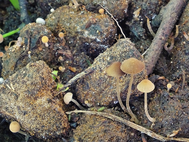 drobuľka Psathyrella tenuicula (P. Karst.) Örstadius & Huhtinen