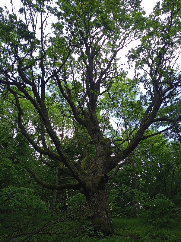 dub zimný Quercus petraea (Matt.) Liebl.