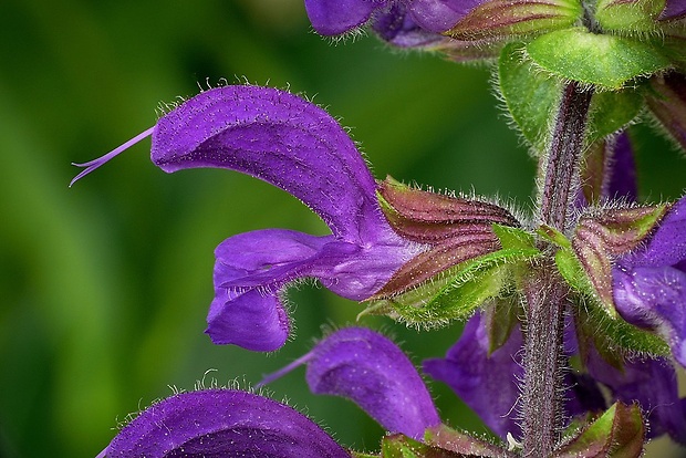 šalvia lúčna Salvia pratensis L.