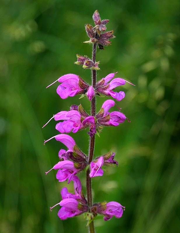 šalvia lúčna Salvia pratensis L.