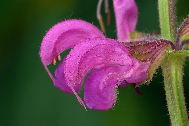 šalvia lúčna Salvia pratensis L.