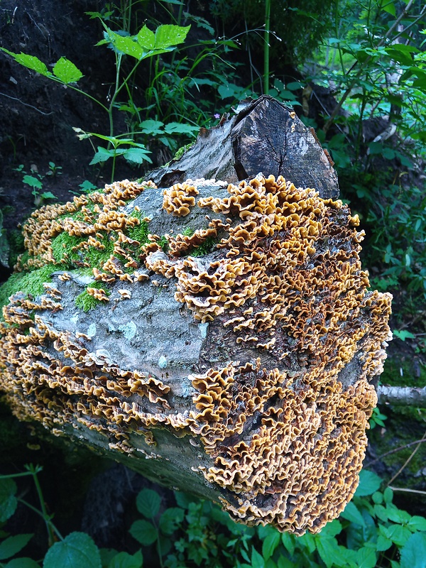 pevník žltnúci Stereum subtomentosum Pouzar