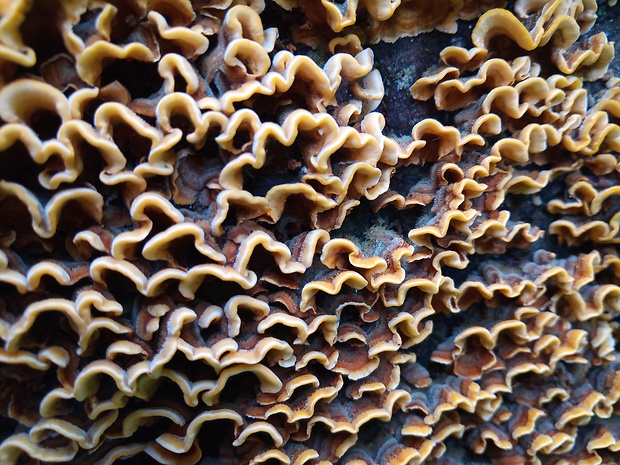 trúdnikovec pestrý Trametes versicolor (L.) Lloyd