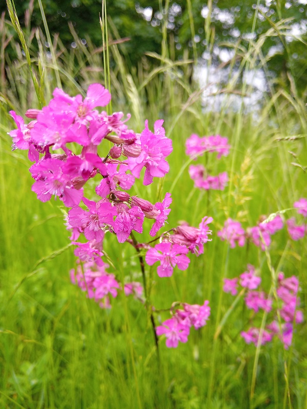 smolnička obyčajná Viscaria vulgaris