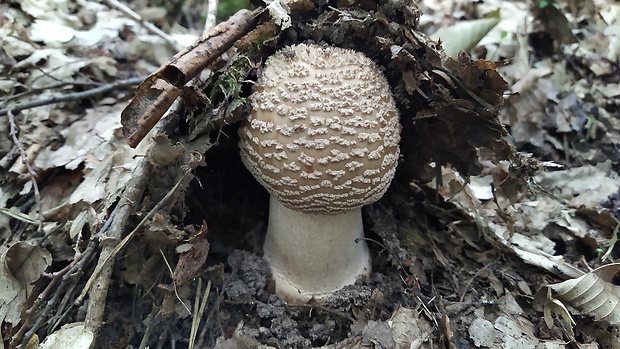 muchotrávka červenkastá Amanita rubescens Pers.