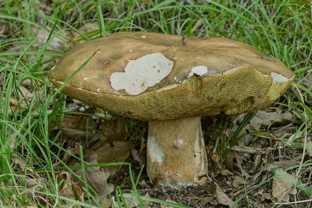 hríb bronzový Boletus aereus Bull. ex Fr.