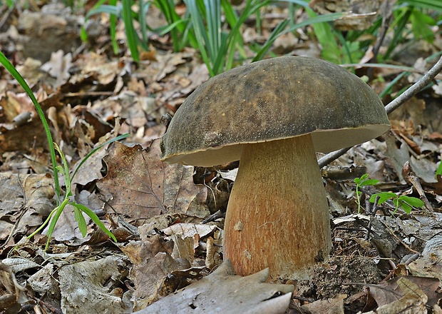 hríb bronzový Boletus aereus Bull. ex Fr.