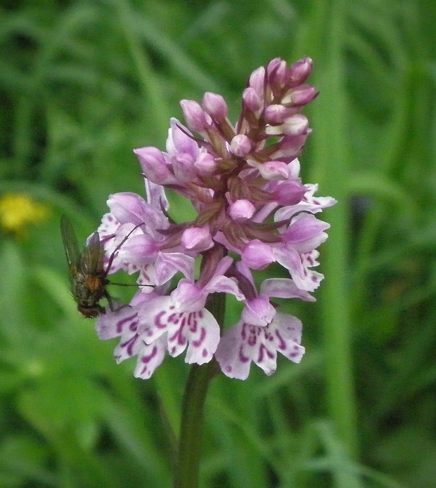 vstavačovec fuchsov pravý Dactylorhiza fuchsii subsp. fuchsii (Druce) Soó