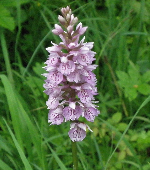 vstavačovec fuchsov pravý Dactylorhiza fuchsii subsp. fuchsii (Druce) Soó