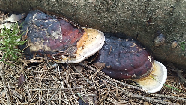 lesklokôrovka? Ganoderma sp.