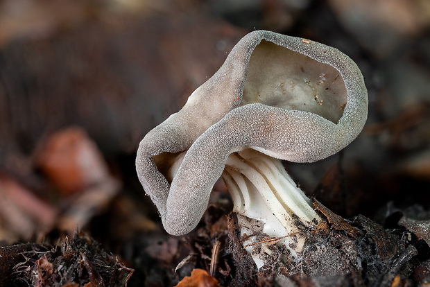 chriapač rebernatý Helvella costifera Nannf.