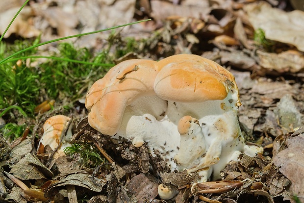 jelenka poprehýbaná Hydnum repandum L.