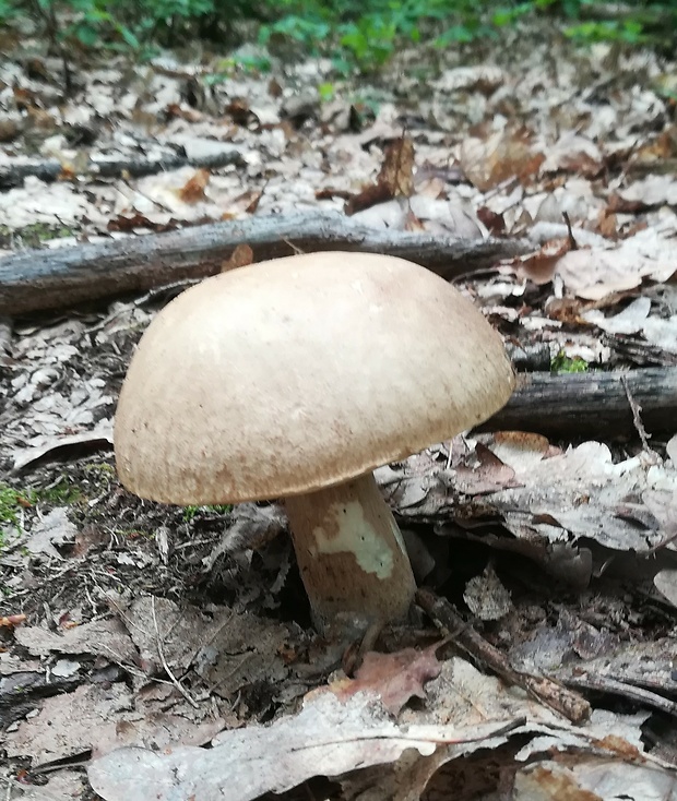 kozák brezový Leccinum scabrum (Bull.) Gray