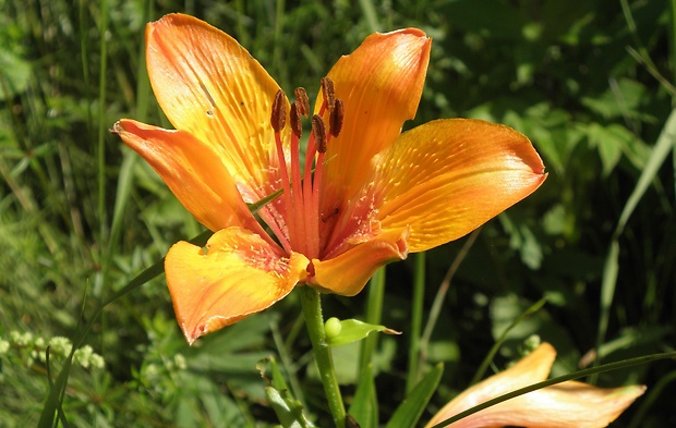 ľalia cibuľkonosná Lilium bulbiferum L.