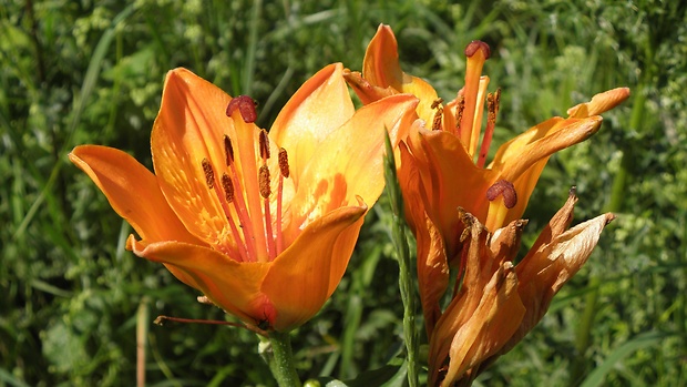 ľalia cibuľkonosná Lilium bulbiferum L.