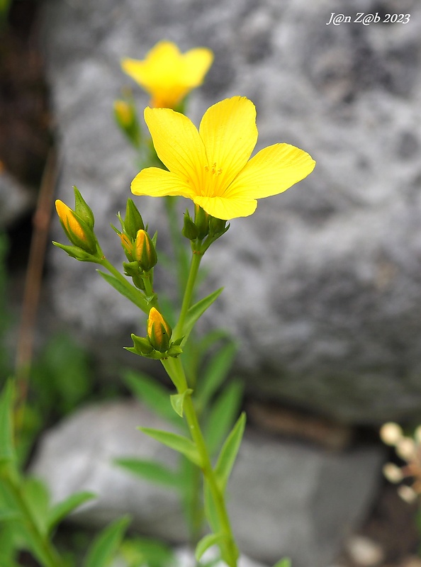 ľan žltý Linum flavum L.