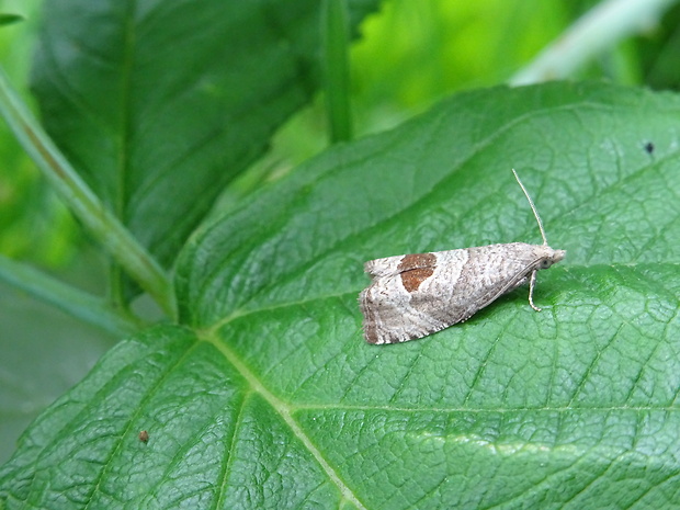 obaľovač Uddmanov Notocelia uddmanniana