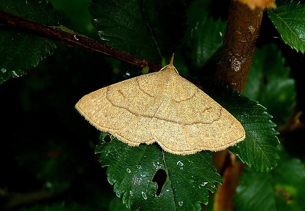 pamora hrabanková Paracolax tristalis