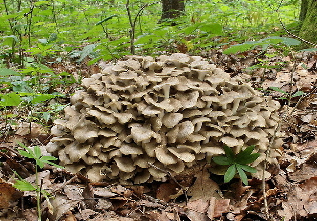 trúdnik klobúčkatý Polyporus umbellatus (Pers.) Fr.