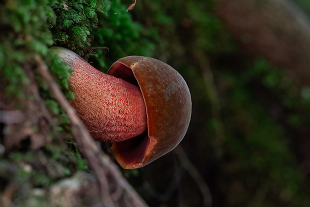 hríb zrnitohlúbikový Sutorius luridiformis (Rostk.) G. Wu & Zhu L. Yang