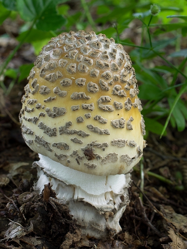 muchotrávka chrastavá Amanita ceciliae (Berk. & Broome) Bas