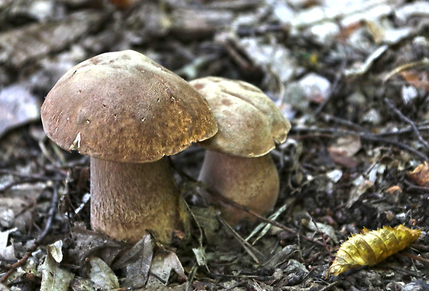 hríb dubový Boletus reticulatus Schaeff.