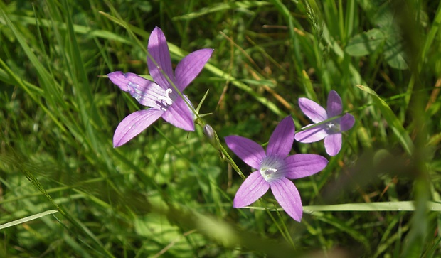 zvonček konáristý Campanula patula L.