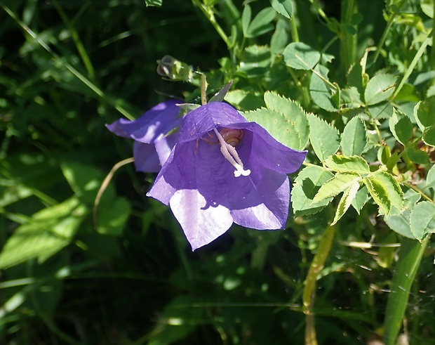 zvonček broskyňolistý Campanula persicifolia L.