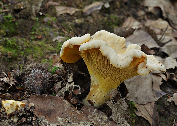 kuriatko bledé Cantharellus pallens Pilát