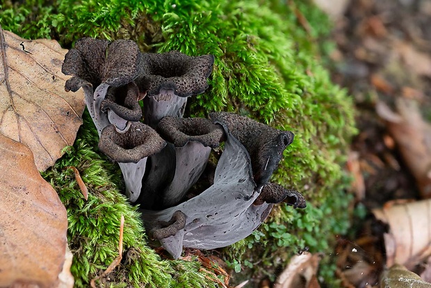 lievik trúbkovitý Craterellus cornucopioides (L.) Pers.