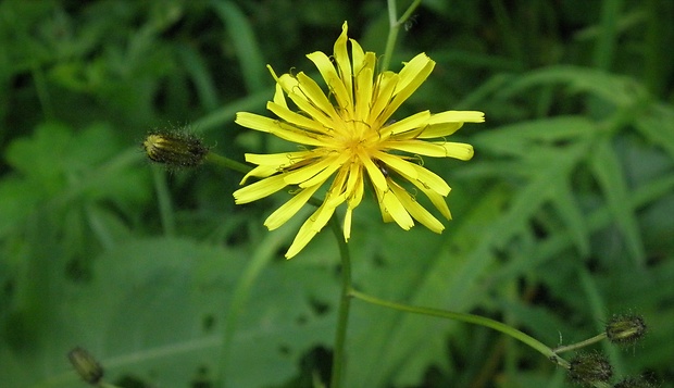 škarda strechová Crepis tectorum L.