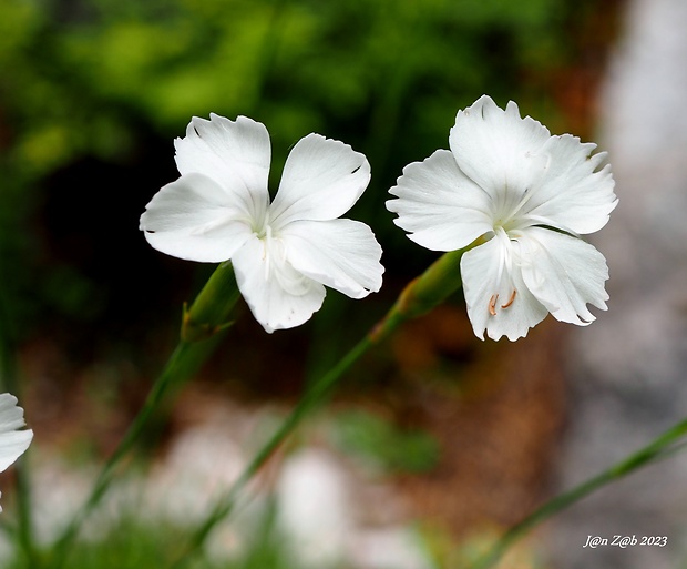 klinček - albín Dianthus sylvestris Wulfen