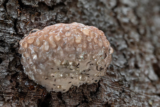 práchnovček pásikavý Fomitopsis pinicola (Sw.) P. Karst.