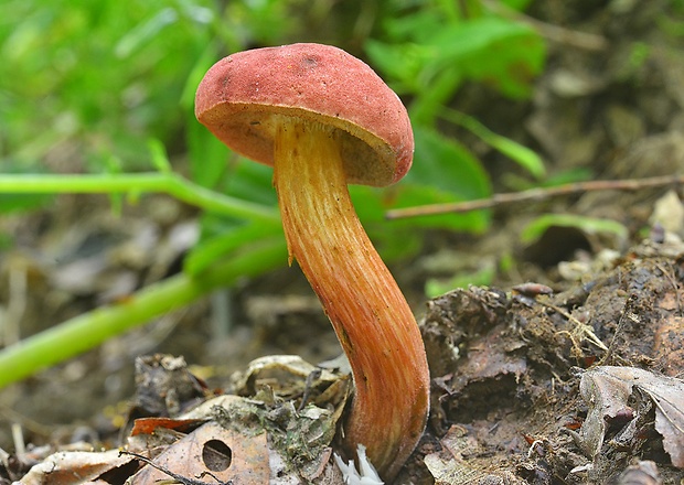 suchohríb karmínový Hortiboletus rubellus (Krombh.) Simonini, Vizzini & Gelardi