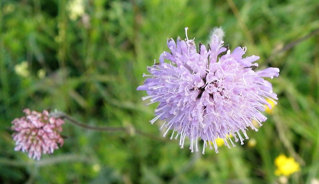 chrastavec roľný Knautia arvensis (L.) Coult.