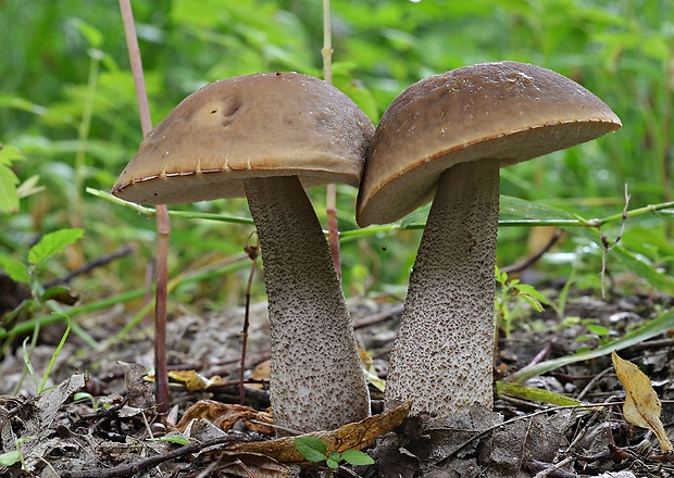 kozák hrabový Leccinum pseudoscabrum (Kallenb.) Šutara