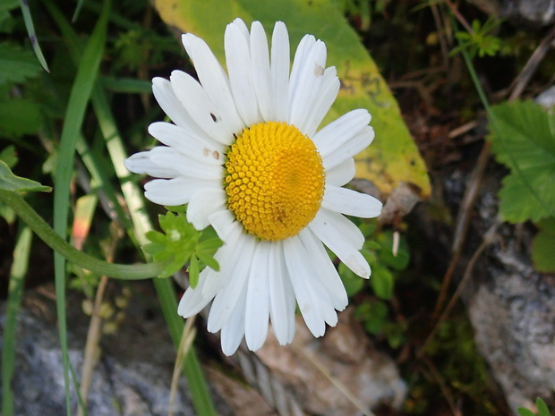 margaréta biela Leucanthemum vulgare Lam.