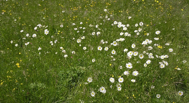 margaréta biela Leucanthemum vulgare Lam.