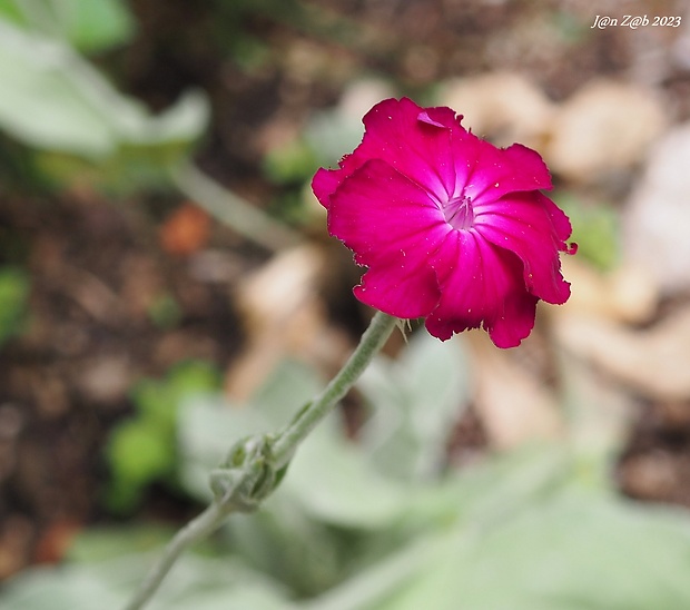 kukučka vencová Lychnis coronaria (L.) Desr.