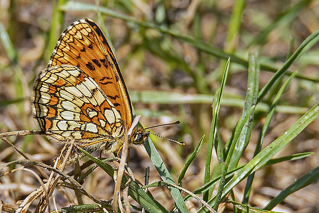 hnedáčik skorocelový  Melitaea athalia