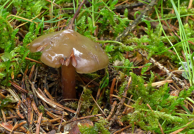 koreňovica olivová Phaeocollybia festiva (Fr.) R. Heim